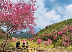 Rủ nhau đi Mù Cang Chải &#8220;săn hoa&#8221; tớ dày, loài hoa đang đưa Tây Bắc lên &#8220;đỉnh nóc&#8221; đầu năm 2025