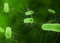 Một bác sỹ tử vong nghi do nhiễm khuẩn E.Coli