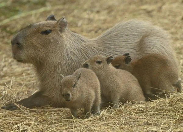 Tranh cãi về quyết định tránh thai, triệt sản loài capybara