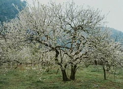 Hoa mận phủ trắng cao nguyên Mộc Châu