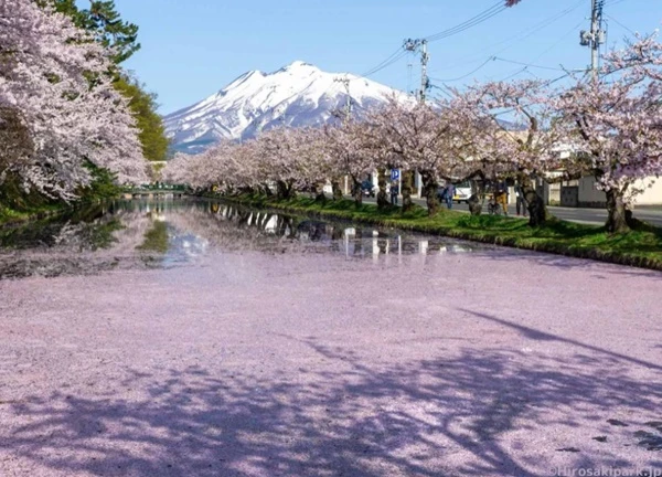 Đến Nhật Bản, ngắm 'trái tim hoa anh đào' tại Hirosaki