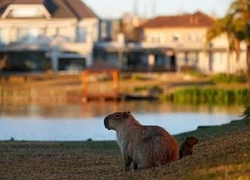 Triệt sản chuột capybara vì 'tội' gây gổ