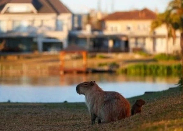 Triệt sản chuột capybara vì 'tội' gây gổ