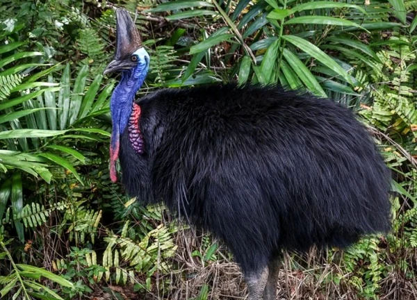 Cassowary: Chim 'khủng long hiện đại' khiến mọi người dân Australia đều dè chừng