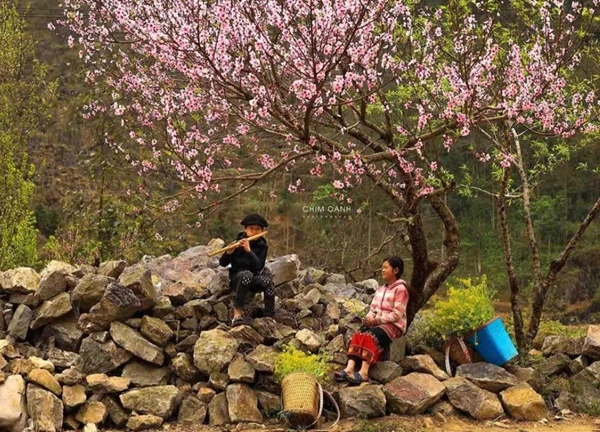 Tháng Ba, lên Hà Giang ngắm hoa đào, hoa mận