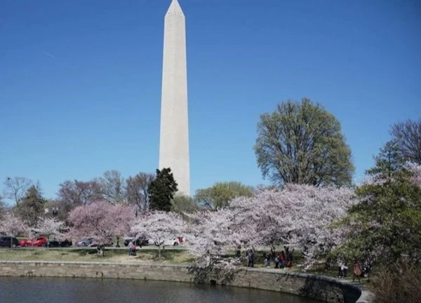 Hoa anh đào nở rộ tại thủ đô Washington D.C của Mỹ