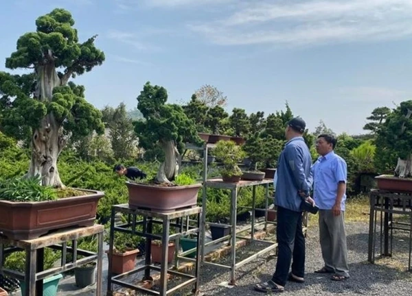 Ngắm vườn bonsai lá kim theo phong cách Nhật Bản ở Phố núi Pleiku