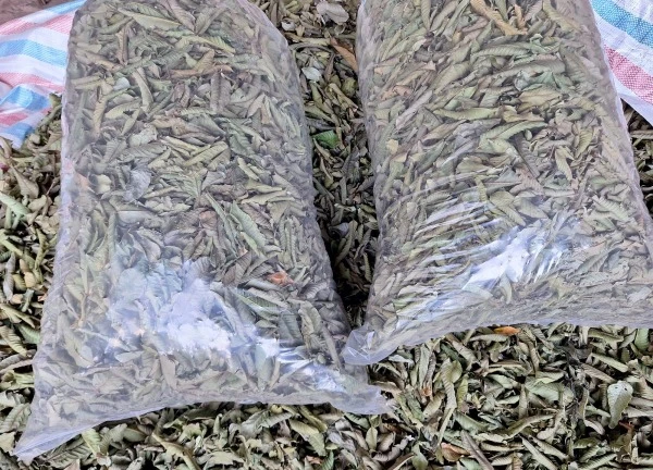 Uống nước lá ổi gây suy thận độ 3, thực hư thế nào?