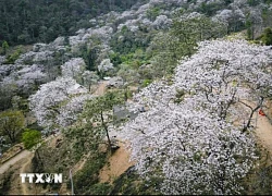 Điện Biên: Ngỡ ngàng rừng hoa ban cổ thụ đẹp như cổ tích ở Nặm Cứm