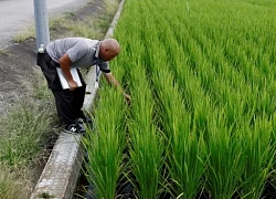 Nhật Bản muốn ngăn thiếu gạo bằng kế hoạch tăng xuất khẩu gấp 8 lần