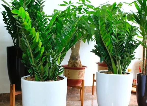 4 thứ cây kim tiền thích, nếu làm đúng chúng sẽ ra hoa, gọi tài lộc về nhà
