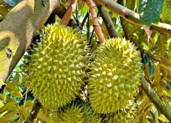 Các cụ khuyên răn: 'Tứ quả đại kỵ cúng Thanh Minh, cẩn thận nhà tan cửa nát', đó là quả gì?