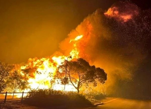Nguy cơ cao xảy ra cháy rừng ở bang New South Wales (Australia) do sóng nhiệt