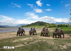 Về với Tây Nguyên đại ngàn 'mùa con ong đi lấy mật'