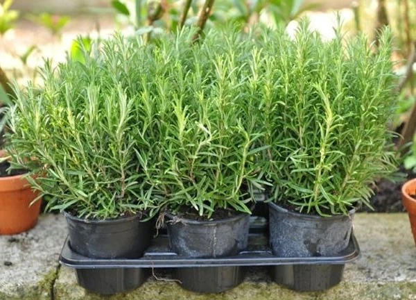 Việt Nam có cây thuốc quý cực tốt cho sức khỏe, nhiều người chỉ trồng làm cảnh