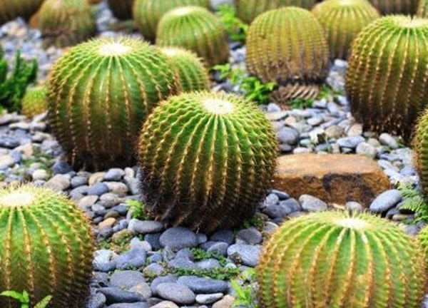 Cách trồng cây xương rồng ra hoa đơn giản tại nhà, ý nghĩa trong phong thủy
