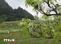 Chiêm ngưỡng sắc trắng tinh khôi của hoa lê bung nở giữa núi rừng Bắc Hà