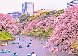 Hanami - Điểm đến của mùa Xuân Nhật Bản