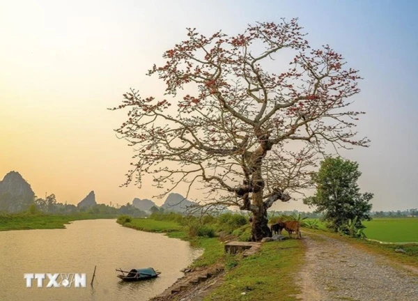 Đỏ rực trời mùa hoa gạo tháng Ba