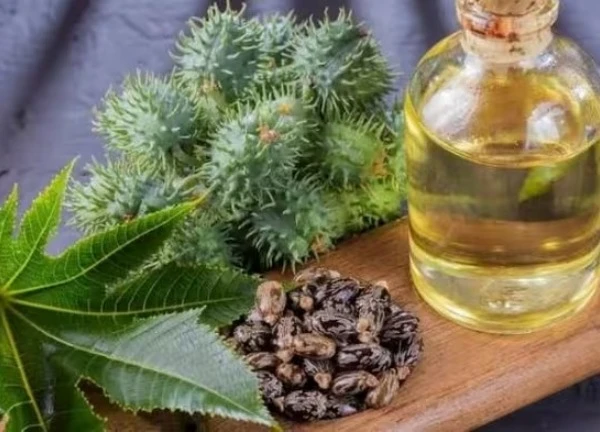 Hạt quen thuộc chứa chất kịch độc, người Việt vẫn vừa dùng vừa bán hàng ngày
