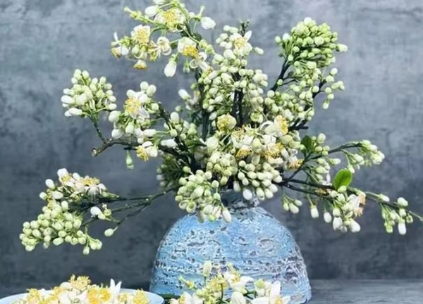 Mãn nhãn những cách cắm hoa bưởi đẹp mê li, thơm phức đầy sinh khí, giúp bạn luôn dồi dào năng lượng và vượng tài lộc