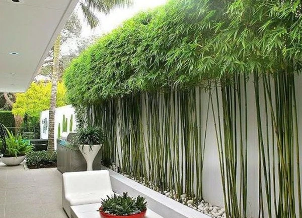 Những loại cây nên trồng trước nhà mang lại tài lộc