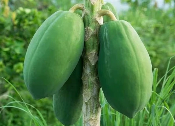 Tác dụng của quả và lá đu đủ với bệnh ung thư