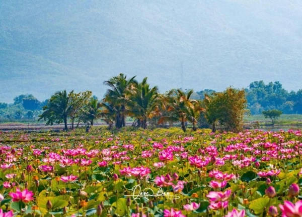 Ngắm cánh đồng sen nở rộ ở Khánh Hòa