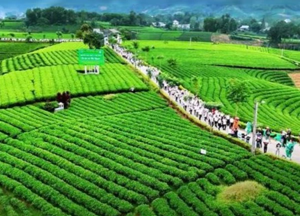 Tháng tư này đến Thái Nguyên 'Trải nghiệm xứ Trà đậm đà bản sắc'