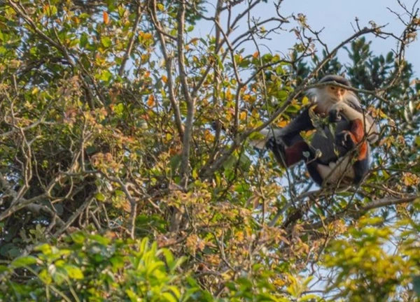 Voọc chà vá chân nâu: Nét chấm phá của thiên nhiên trên bán đảo xanh