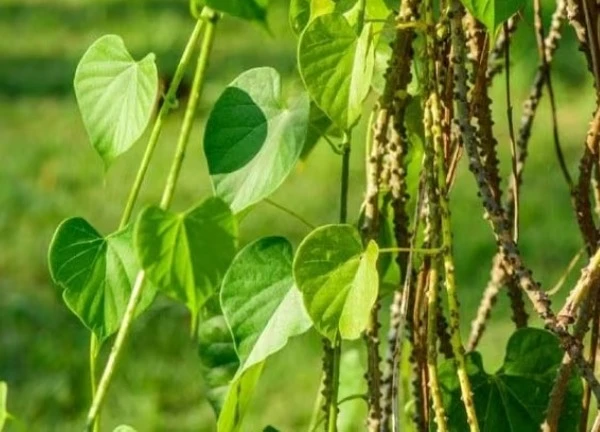 7 vị thuốc tốt cho người bị gãy xương