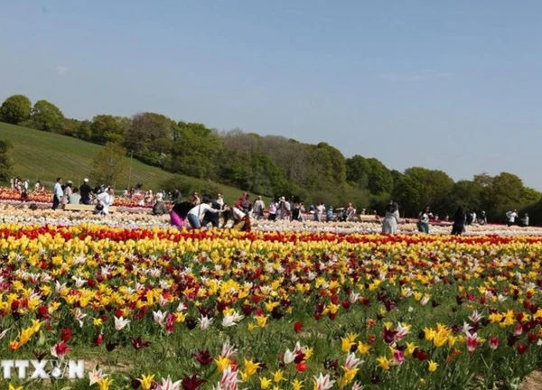 Hơn 1,5 triệu bông khoe tỏa sắc tại Lễ hội hoa Tulip Tulleys Sussex 2025