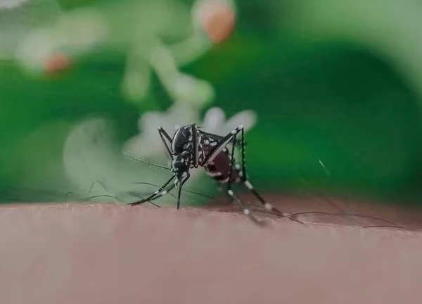 5 lầm tưởng phổ biến về bệnh sốt xuất huyết