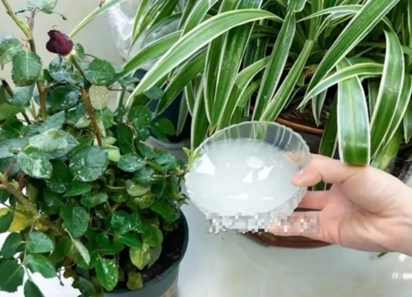 Không ngờ: "Nước thải" trong mắt tôi lại chính là "nước thần"