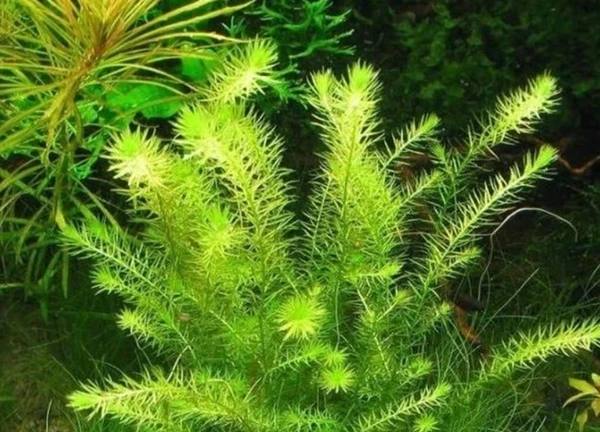 Một số cây cảnh sống trong nước dành cho ngươi chơi bể thủy sinh