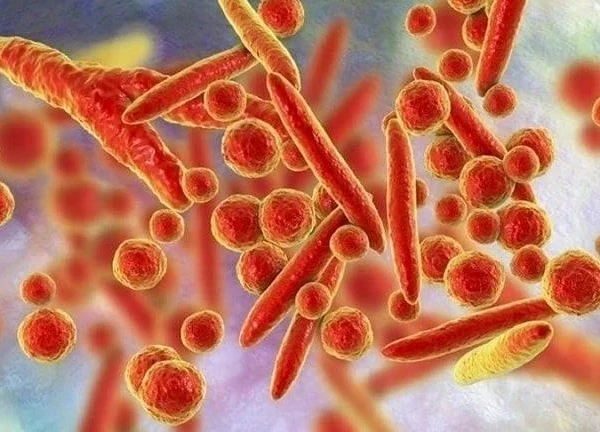 WHO bác thông tin về virus lạ ở Nga
