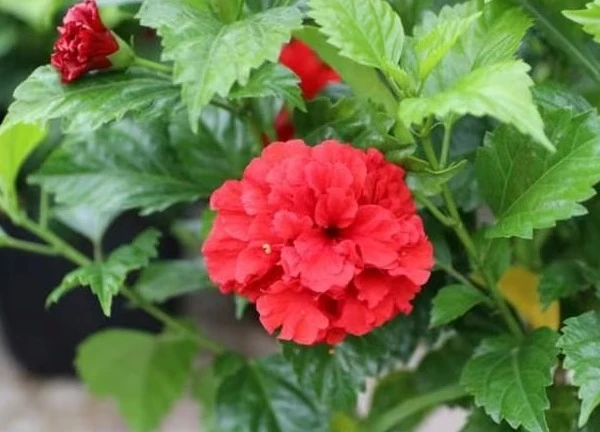 Cây cảnh trồng hàng rào đẹp, phong thủy tốt lành lại chống rụng tóc, kích thích tóc mọc nhanh