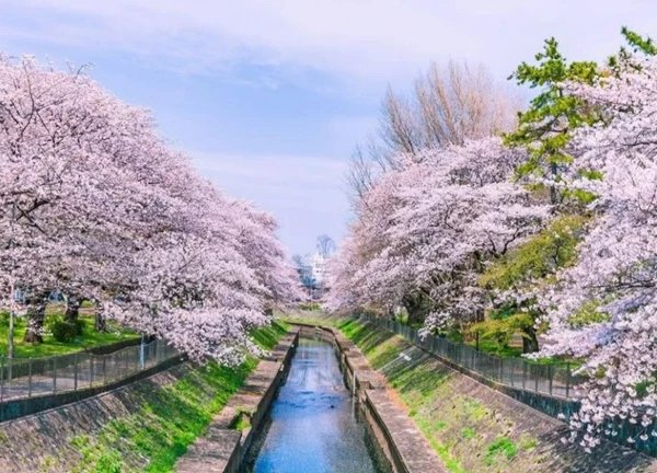 Du lịch Nhật Bản 'nở rộ' mùa lễ hội Hanami