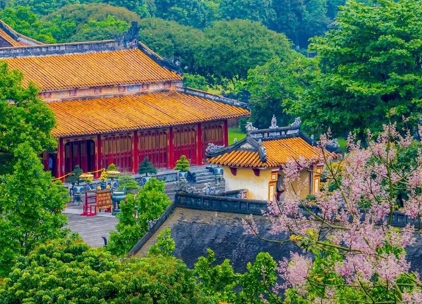 Mê mẩn sắc hoa ngô đồng nở hồng trời ở Hoàng cung Huế
