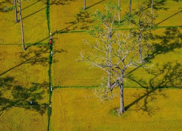 Mùa lúa chín vàng trên cánh đồng Tà Lài