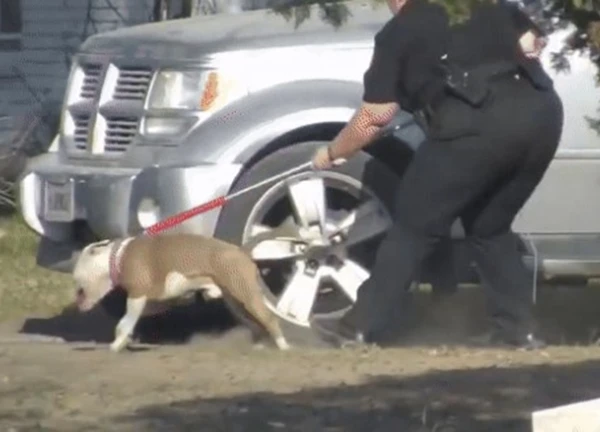 Chó pitbull cắn tử vong bé gái 7 tháng tuổi, bố mẹ chứng kiến cảnh ám ảnh: Hiện trường tìm thấy thương tâm