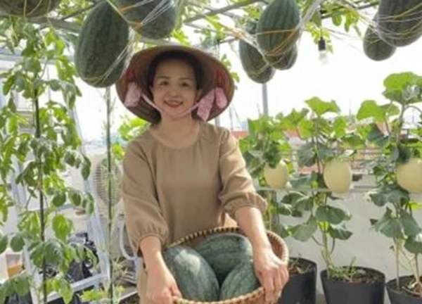 Mẹ đảm TPHCM biến sân thượng thành vườn dưa sai trĩu, đều tăm tắp
