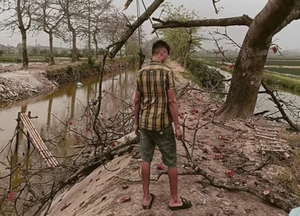 Sau "phốt" thu tiền chụp ảnh, cây gạo đang nở đẹp ở Hà Nam bị chặt: Danh tính người gây chuyện