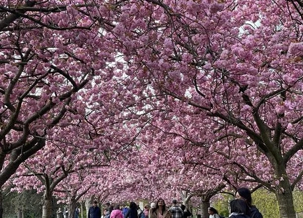 Anh đào khoe sắc tại công viên hoàng gia Greenwich (Anh)
