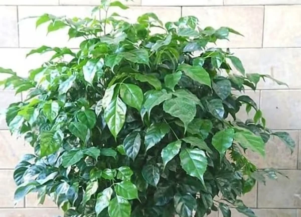 Loài cây cảnh mang tên Hạnh phúc, khi cây ra hoa thì cuộc đời bạn cũng nở hoa