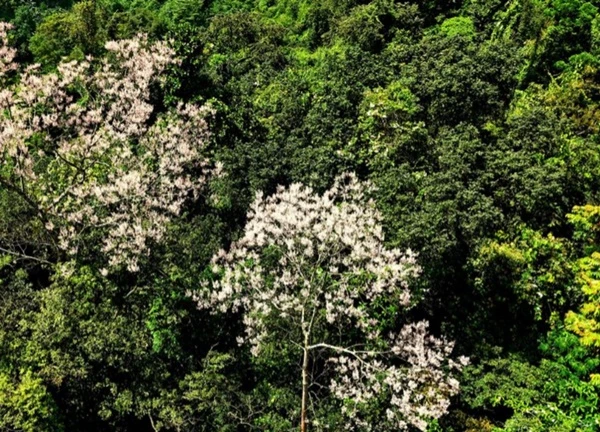 Quần thể ngô đồng bung hoa, nhuộm hồng núi rừng Quảng Trị