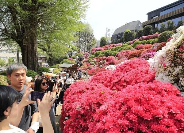 Rực rỡ lễ hội hoa đỗ quyên tại Tokyo