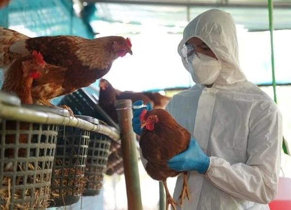 Bé 8 tuổi bị viêm não do cúm gia cầm H5N1, vi rút tấn công hệ thần kinh