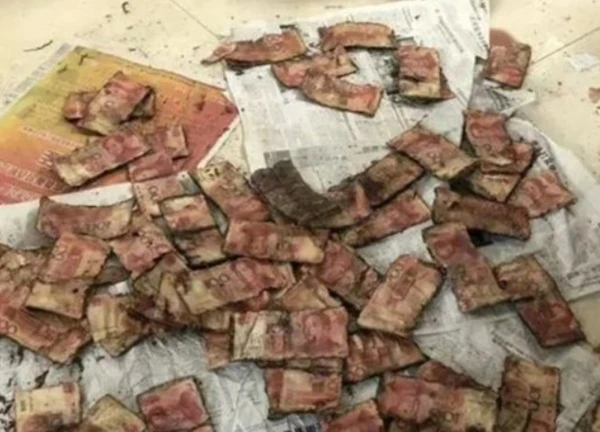 Cụ ông chôn 700 triệu đồng tiền mặt dưới đất, khi con cháu phát hiện ra thì "khóc ròng"