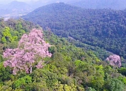 Hoa ngô đồng bung nở trên núi đá vôi giữa đại ngàn Tà Long